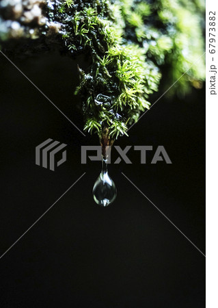 雨上がりの苔から落ちる雫 雨上がりの苔から落ちる雫 67973882