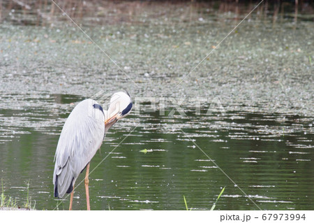 毛づくろいをするアオサギ 67973994