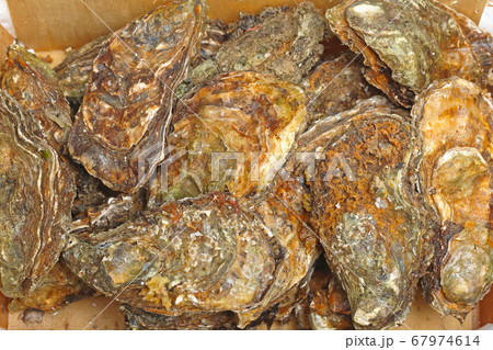 Raw Oysters 67974614