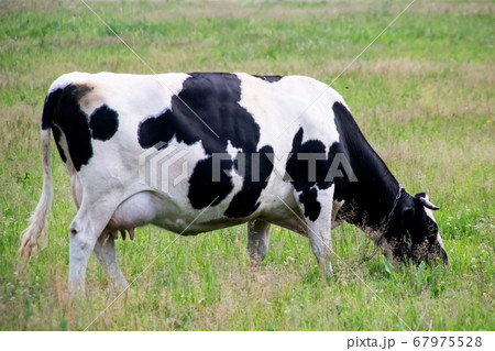 Black white cow in a green field Black white cow in a green field 67975528