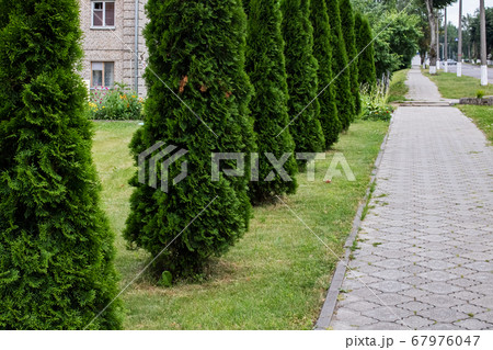 Beautiful thuja bushes along the path closeup Beautiful thuja bushes along the path closeup 67976047