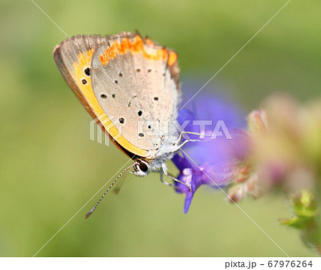 アルカネットの蜜を吸うベニシジミ 67976264