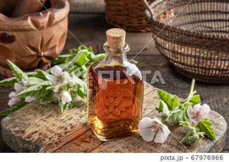 A bottle of marshmallow root tincture with fresh marshmallow flowers A bottle of marshmallow root tincture with fresh marshmallow flowers 67976966