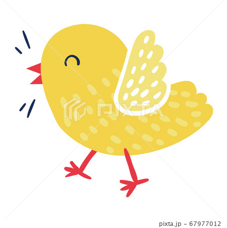 Cute domestic bird yellow joyful cheerful chick character, little bird tweet isolated on white, flat vector illustration. Springtime born new life. 67977012