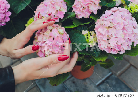 Girl touches flowering white branch with hand. Cherry blossom tree. Spring bloom of sensuality. Touch the delicacy of nature. Tender girl's hand. Warmth and tenderness of nature. Spring weather. Girl touches flowering white branch with hand. Cherry blossom tree. Spring bloom of sensuality. Touch the delicacy of nature. Tender girl's hand. Warmth and tenderness of nature. Spring weather. 67977557