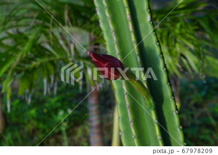 新月や満月の夜に開花、ゲッカビジンの蕾 67978209