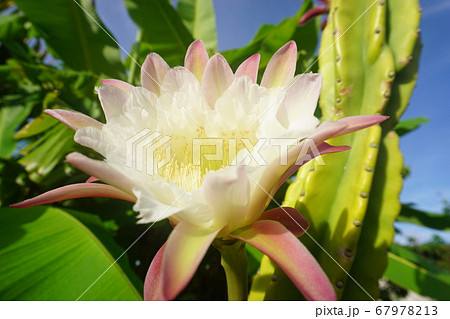 新月や満月の夜に開花、ゲッカビジン 新月や満月の夜に開花、ゲッカビジン 67978213