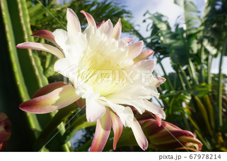 新月や満月の夜に開花 一夜花ゲッカビジンの写真素材