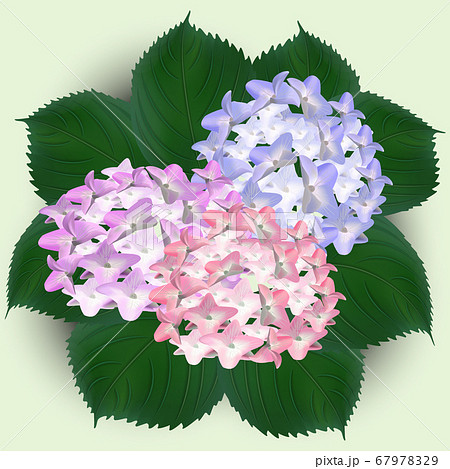 hydrangea, watercolor, flowers, greeting card, bouquet vector hydrangea, watercolor, flowers, greeting card, bouquet vector 67978329