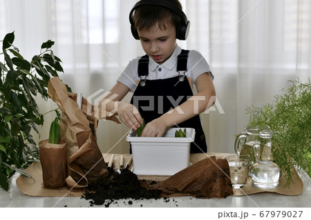 The boy is engaged of hyacinths, hands plants the The boy is engaged of hyacinths, hands plants the 67979027