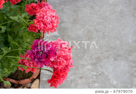A peony-shaped pink poppy on a grey concrete background A peony-shaped pink poppy on a grey concrete background 67979070
