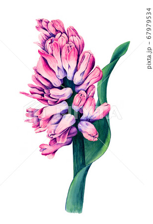 Vintage Hyacinth Flower Watercolor Botanical のイラスト素材