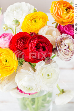 Ranunculus Buttercup Flowers of different colours 67979644
