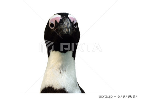 ペンギンのアップ 白バックの写真素材