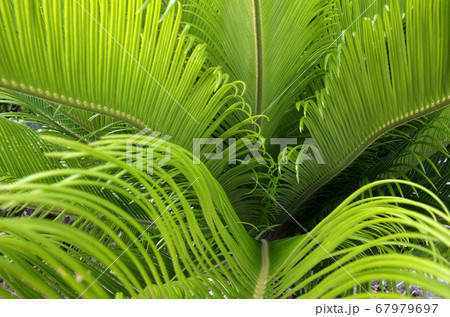 ソテツの葉 ソテツの葉 67979697