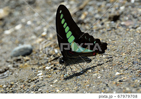 吸水する蝶　アオスジアゲハ 67979708