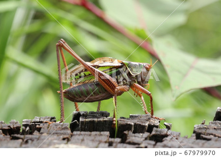 ヒガシキリギリス（オス） 67979970