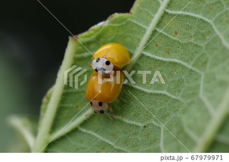 キイロテントウ 交尾 の写真素材