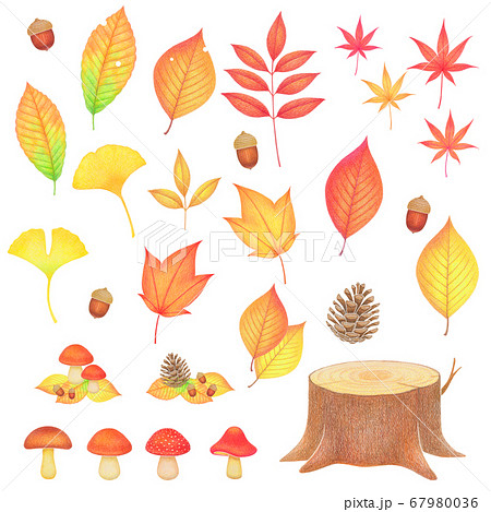 秋の落ち葉とキノコとどんぐりのイラスト素材