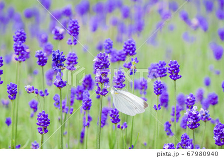 ラベンダーとモンシロチョウ 67980940