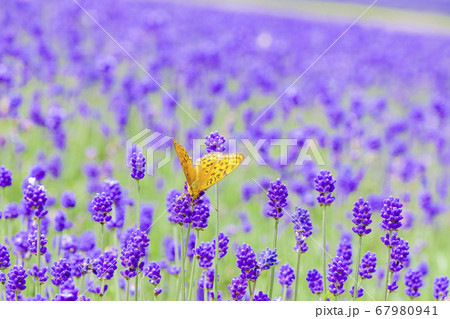 ラベンダーとツマグロヒョウモン蝶 ラベンダーとツマグロヒョウモン蝶 67980941