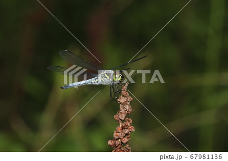 コフキトンボ 67981136