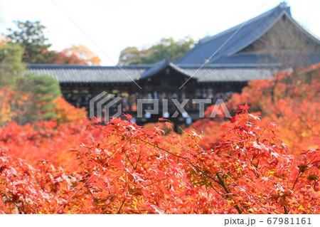 京都東山東福寺通天橋を埋める紅葉 京都東山東福寺通天橋を埋める紅葉 67981161