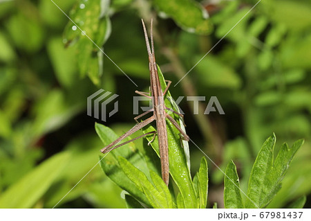 ショウリョウバッタ幼虫 ショウリョウバッタ幼虫 67981437