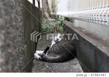 狭間寝子 67981487