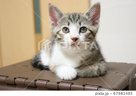 生後2ヶ月の貫禄の写真素材 生後2ヶ月の貫禄の写真素材