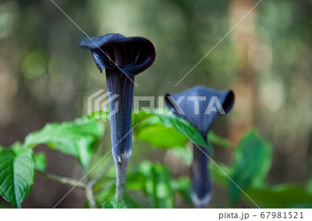 むらさきまむしぐさ	 67981521