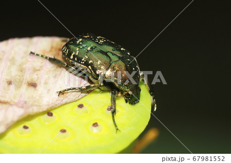 シロテンハナムグリ緑色型 67981552