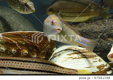 カミナリベラ（オス） 下の後ろ半分はキュウセンベラ　ベラ 67981588