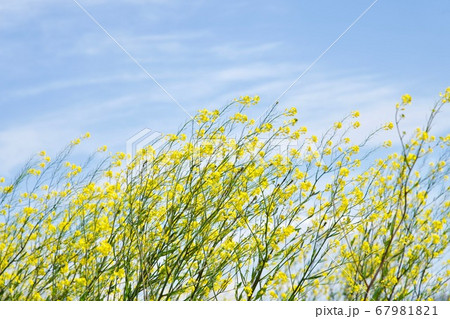 風に吹かれた菜の花 風に吹かれた菜の花 67981821