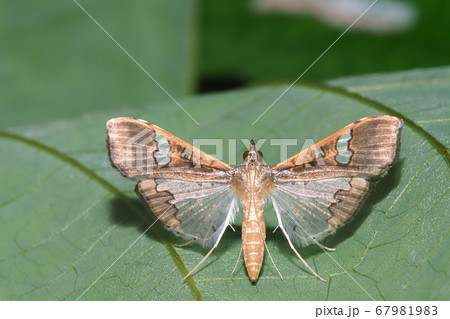 マメノメイガ 67981983