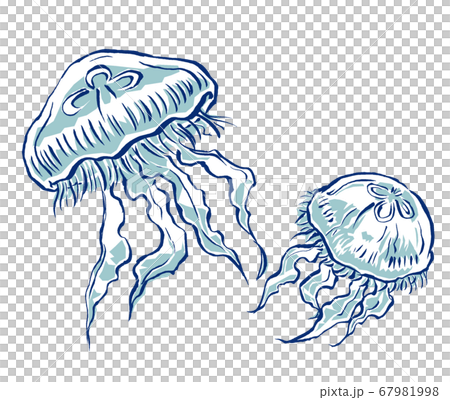 兩個游泳水母同伴，用兩種顏色繪製 67981998