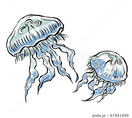 A companion of two water jellyfish swimming - Stock Illustration [67981999]  - PIXTA
