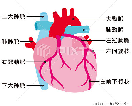 心臓 動脈 静脈 冠動脈のイラスト素材