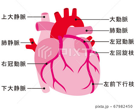心臓 動脈 静脈 冠動脈のイラスト素材 [67982450] - PIXTA