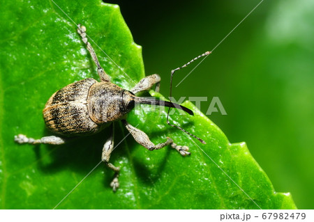シギゾウムシの仲間 シギゾウムシの仲間 67982479