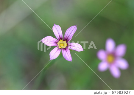 ニワゼキショウ 67982927