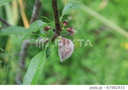 アーモンド 67982933