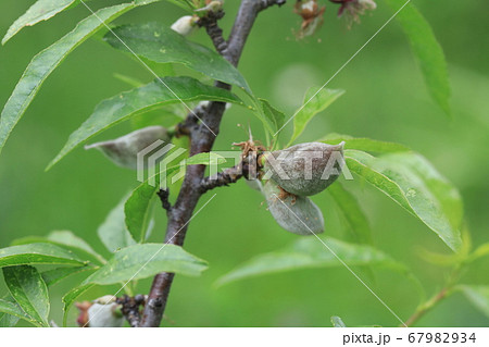 アーモンド 67982934