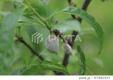 アーモンド 67982935