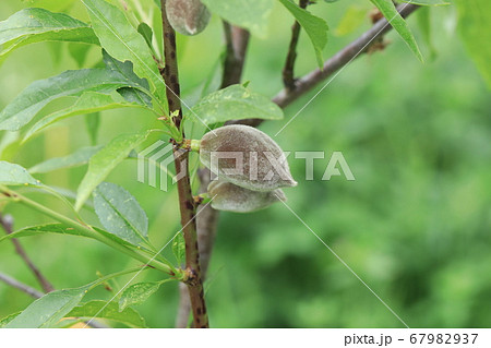 アーモンド 67982937