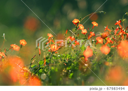 マルバルコウ 67983494