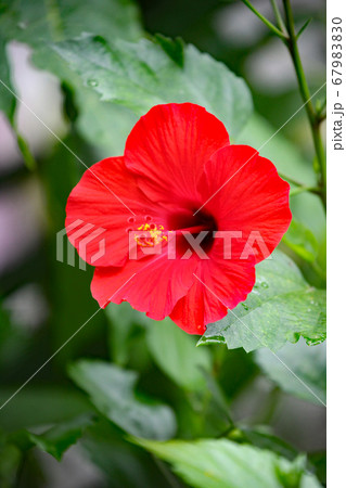 ハイビスカス ハイビスカス 67983830
