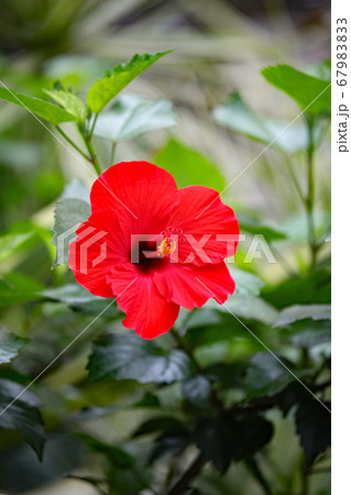 ハイビスカス 67983833