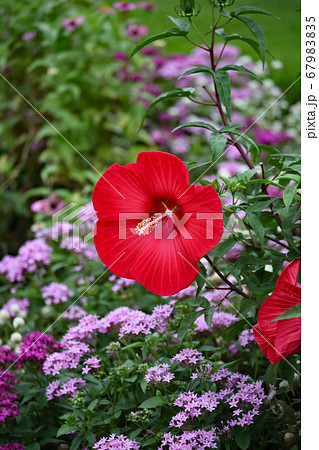 ハイビスカス 67983835