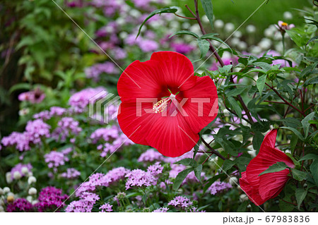 ハイビスカス 67983836